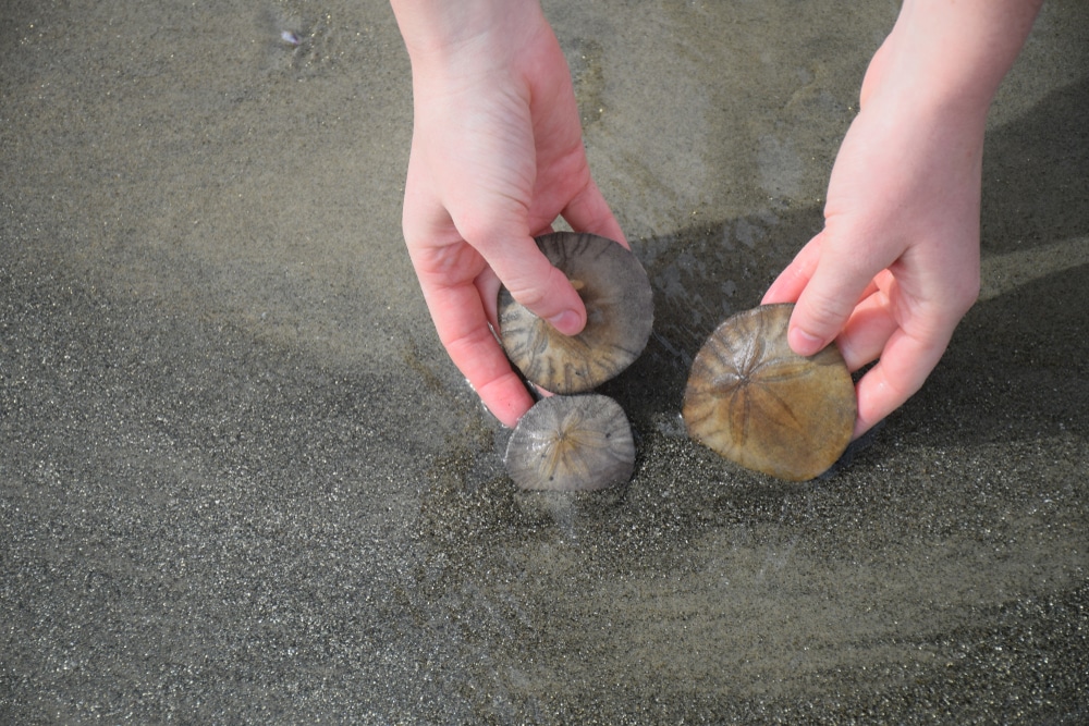 Sand dollar collecting with an eco tour from Inshore Addiction Charters